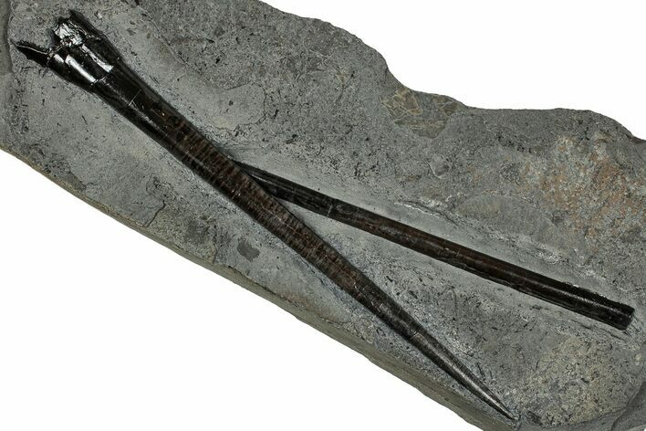 Pair of Fossil Belemnite (Acrocoelites) Rostrums - Germany #335232
